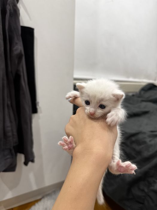Котята ищут семью