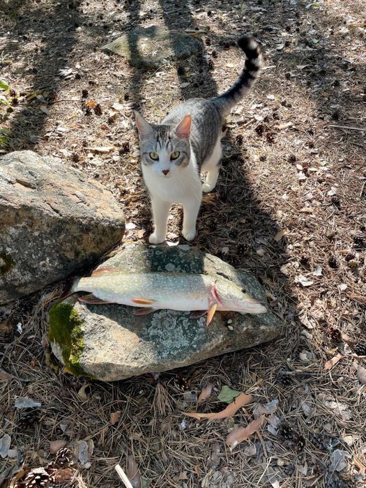 Отдам кота в хорошие руки