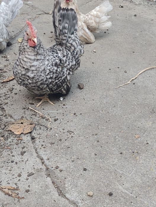 Cocoșel chabo barat