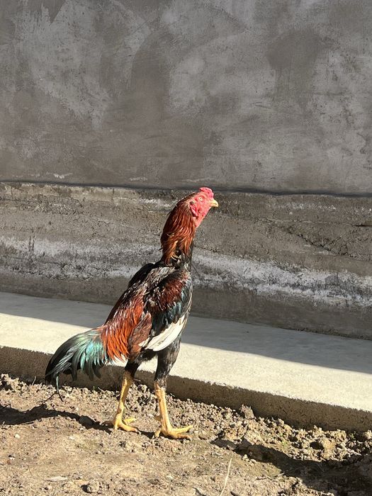 Dakan xoroz hammasi 600 min