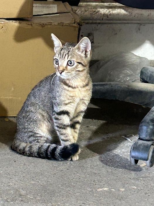 Отдам красивого котёнка