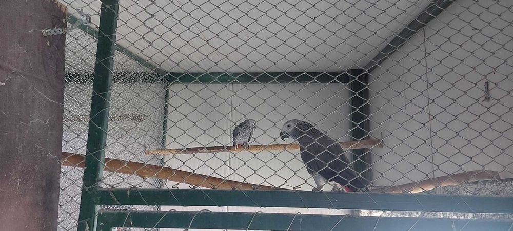 Pereche Papagal Jako African Grey