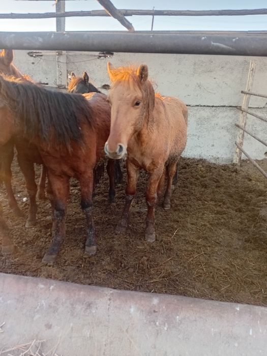 Продам лошадей молодняк