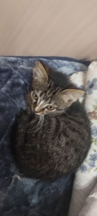 Отдам  котёнка ( 2 мес., девочка), в хорошие, добрые руки