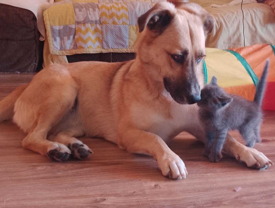 подарявам мъжко котенце на 45 дни
