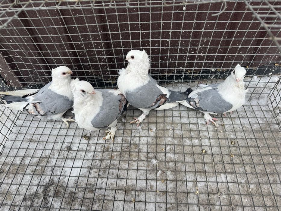 Продам голуьей сатинетов !