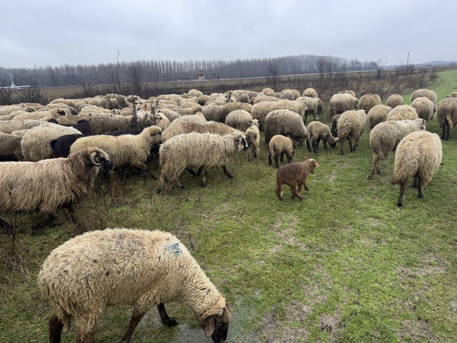 Vand oi pe ales sau la rand