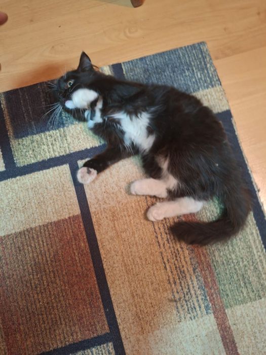 Котенок, кошка в добрые руки