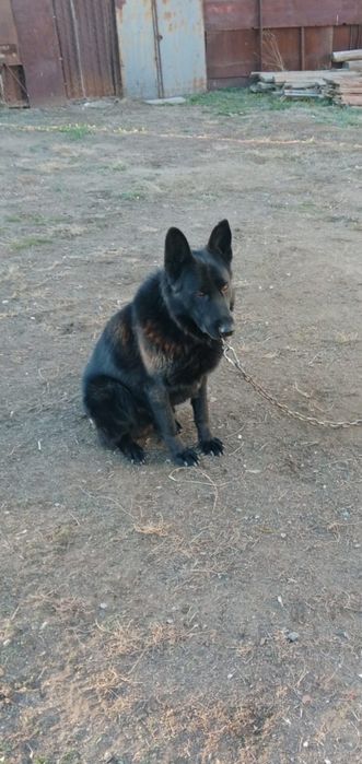Немецкая овчарка( кабель)