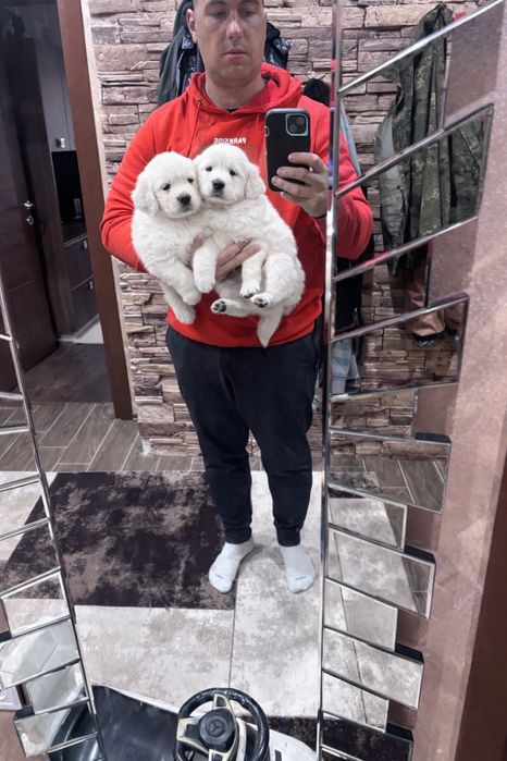 Голдън Ретривър ***FCI***