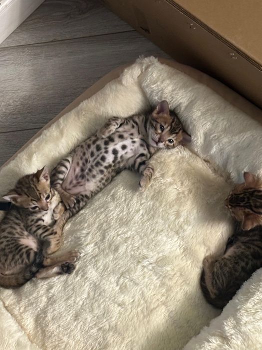 Котёнок бенгальской породы