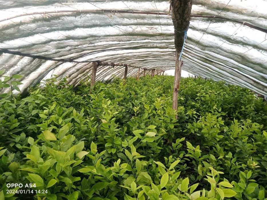 limon, apelsin, mandarin, kumkuva, kuchatlari ishonchli 100%