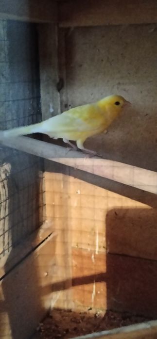 Кенора  лимонный  марковные