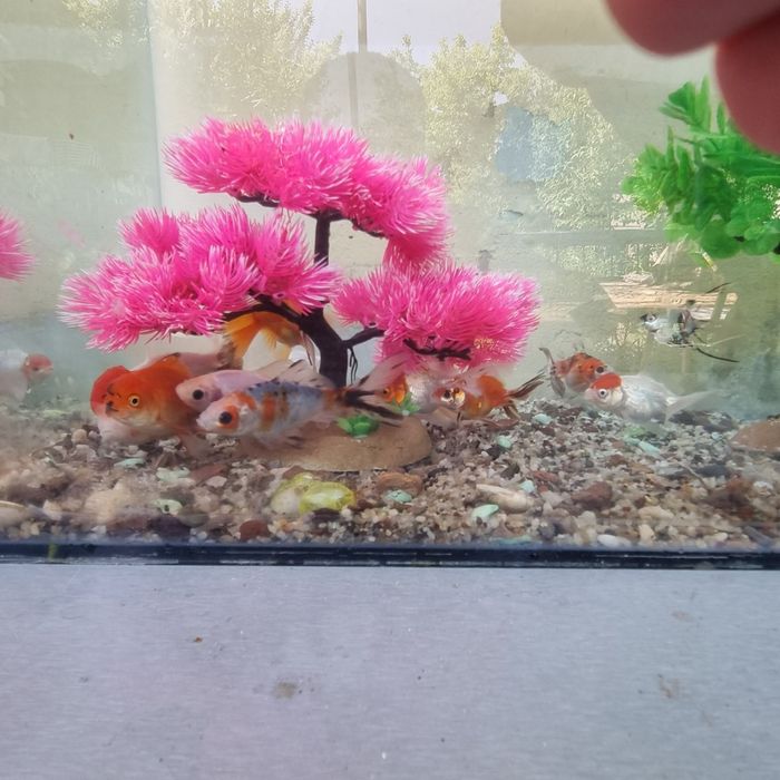 akvarium sotiladi oynali idishi baliqlari bilan