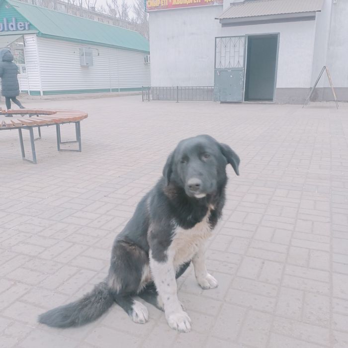 Пристраивается в добрые руки собака