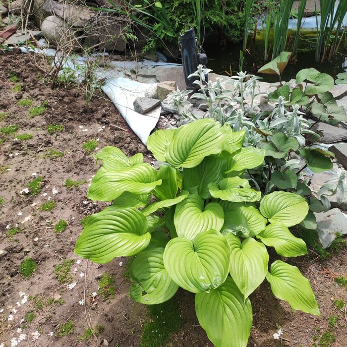 Распродажа Саженцов Цветов