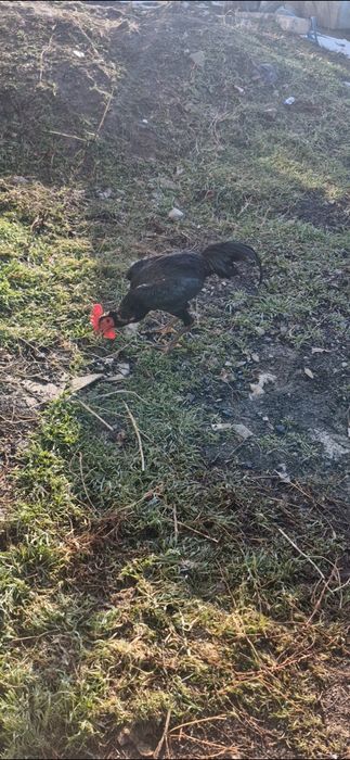 Продам шолпана..