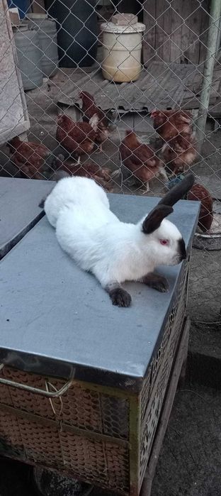 Vând femelă California