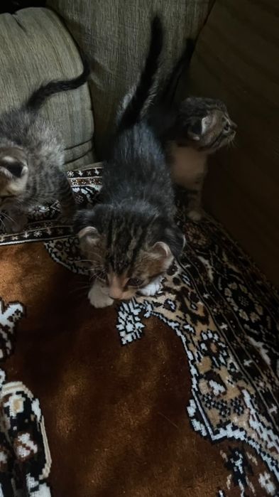 Отдам котят в добрые руки