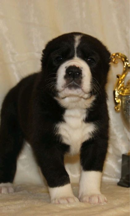 Продоется щенки Алабая 20К