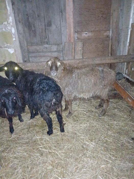 Продам токты ургашы