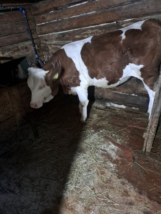 Vitea de vânzare  de 11 luni