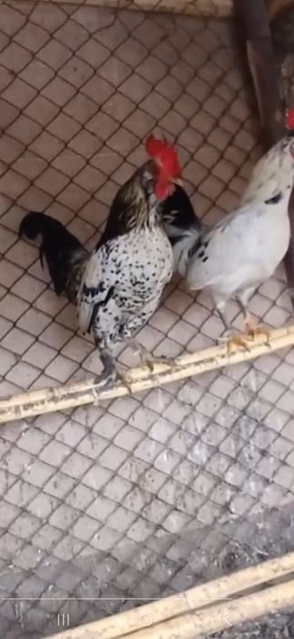 Ёпончалар сотилади