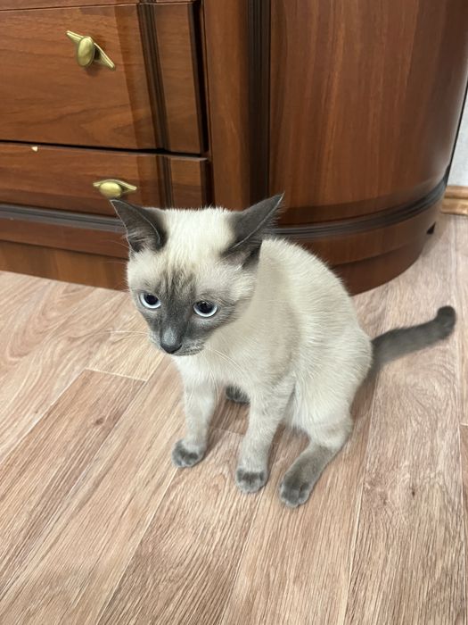 Котик сиамская актобе