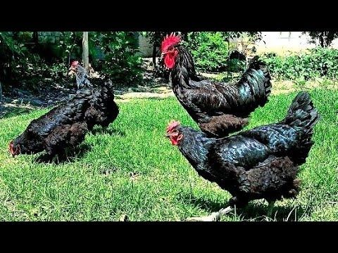 Inkubator Jersi jojalari