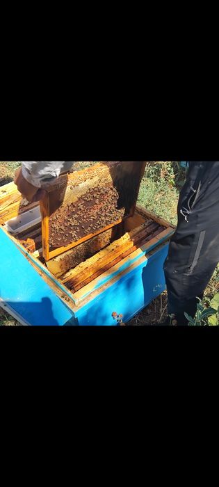 Nanay tabiiy toğ asali