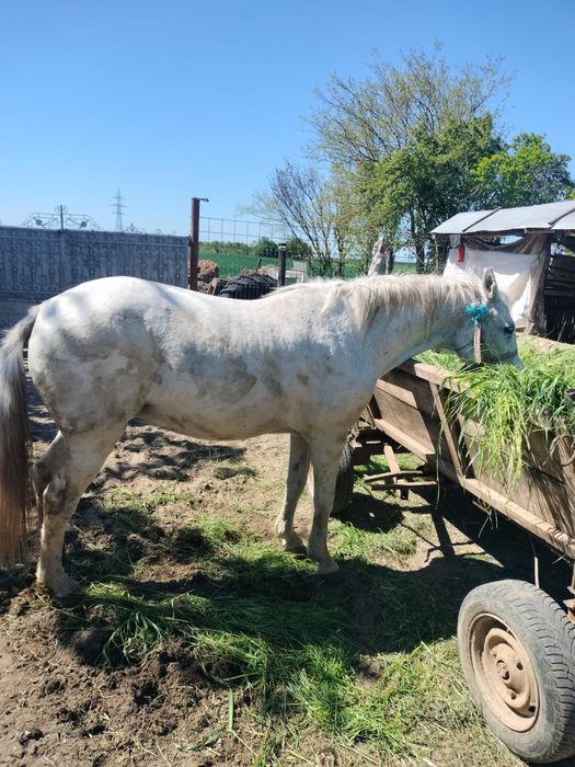 Vand cal ,are 12 ani