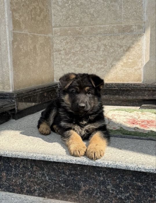 Немецская овчарка