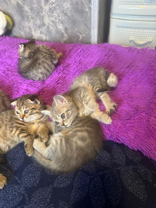 Кошки котята пародистые