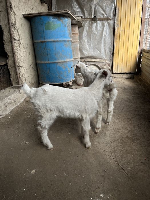 Продам Зааненский козы