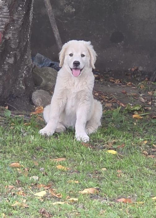 Căței (femele) Golden Retriever x Ciobănesc Caucazian