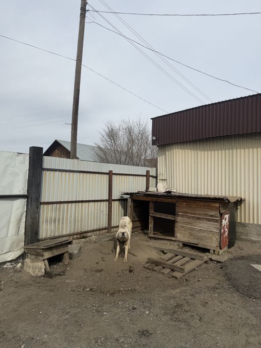 Собака алабай, алабай ит