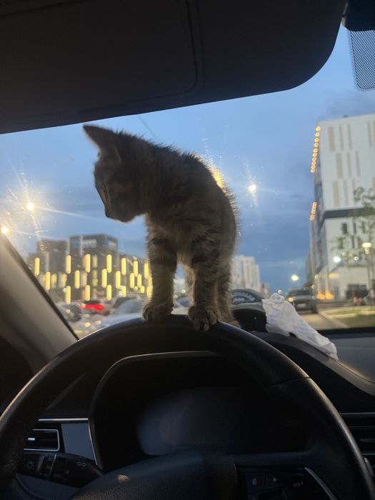 Отдам котенка в хорошие руки
