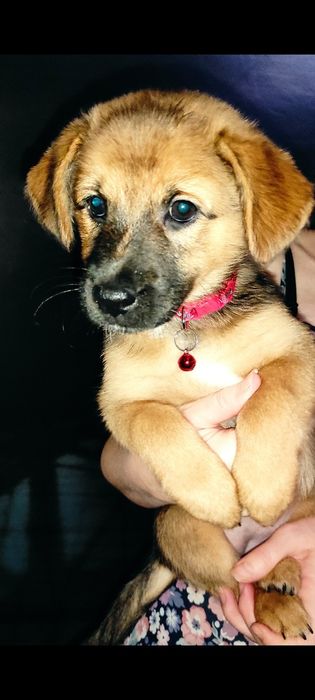 Щенок собака девочка