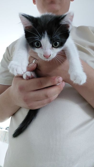 Отдам котят,в добрые руки