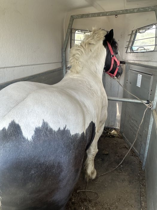 Vand armasar semigreu/ schimb cu auto/ montă