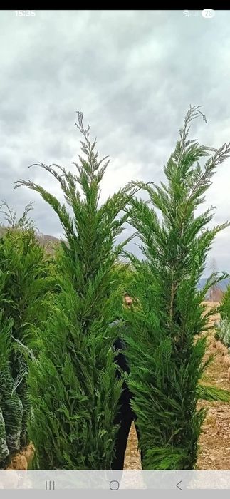 Vînd plante ornametale diferite mărimi