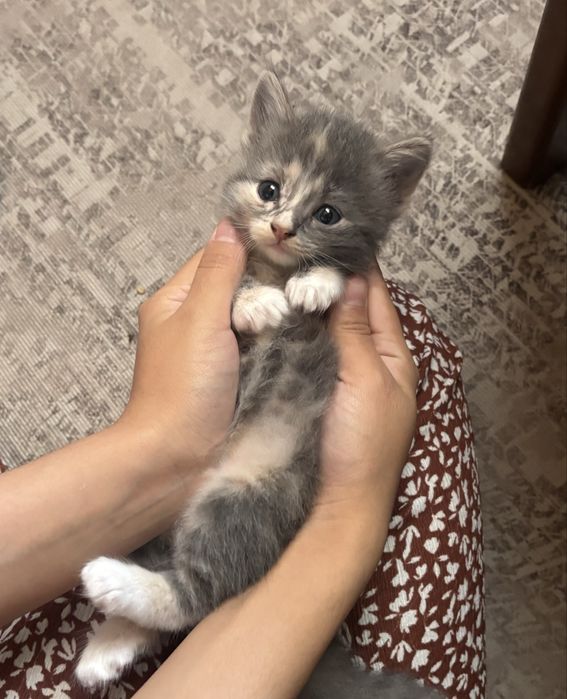 Милый котенок ищет дом