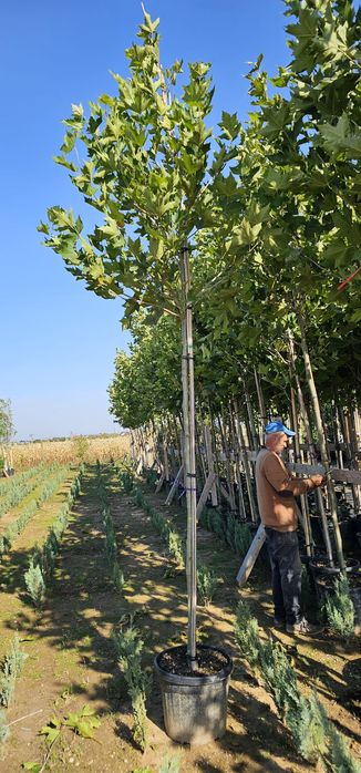 Mestecan pendular,catalp,prunus,tei,artar etc.