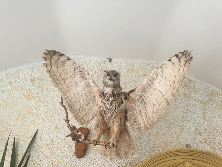 Чучело продам вместе