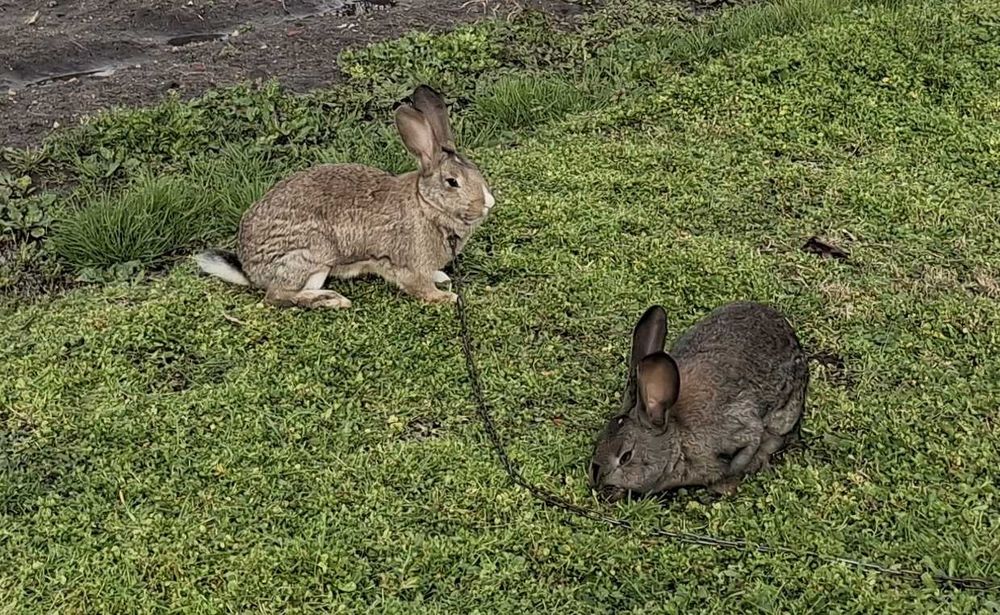 Продавам 13 зайци на 5.5м