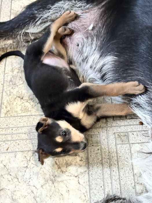 Щенок в добрые руки