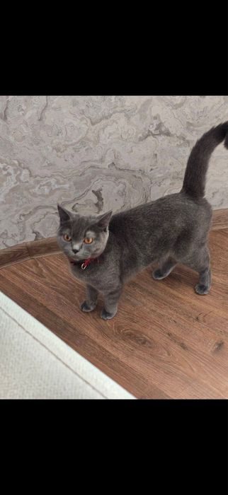 Продается кошка красивая