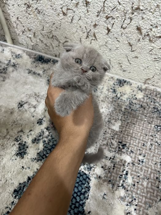 Кошки лиловые 1,5 месяца.