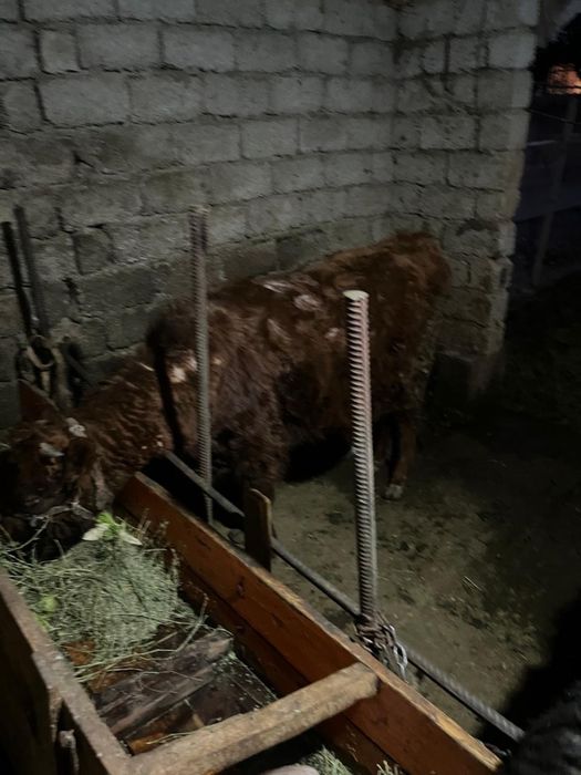 Сыйырлар сатыладыь