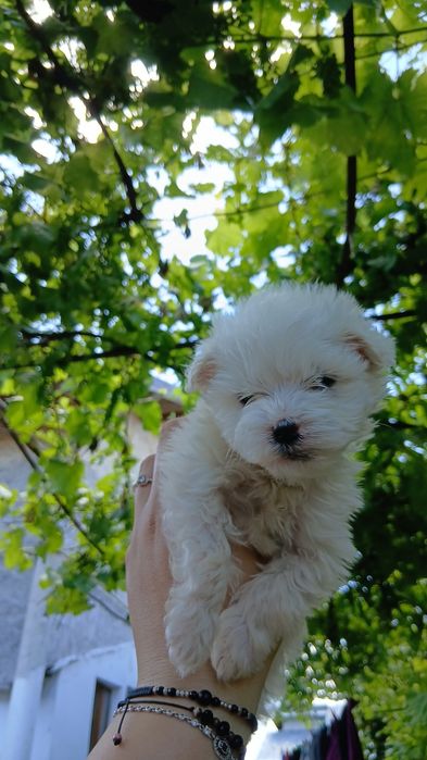 Băiat Bichon Maltez